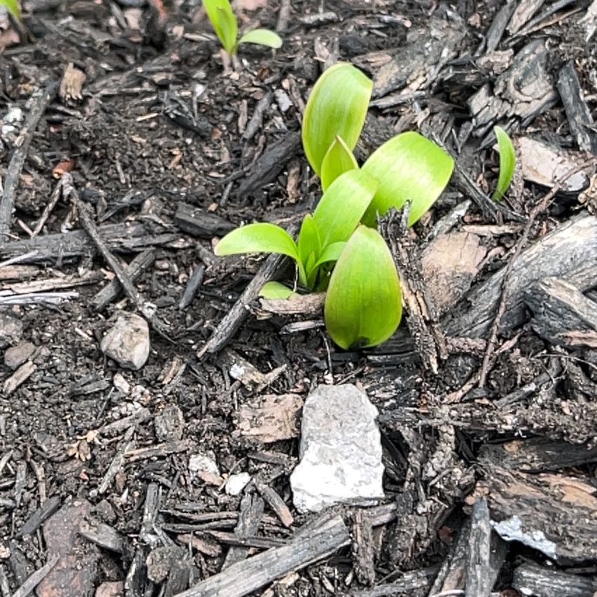 Photo of the plant species Yellow Clintonia by @RealCarrot17 named Shakira on Greg, the plant care app