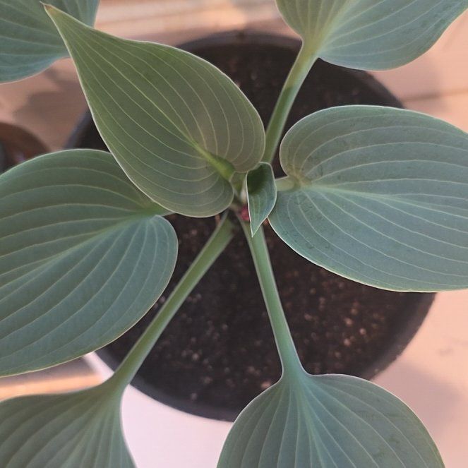Photo of the plant species Lobelia 'Hadspen Blue' by @BigPossumhaw15 named Willow on Greg, the plant care app
