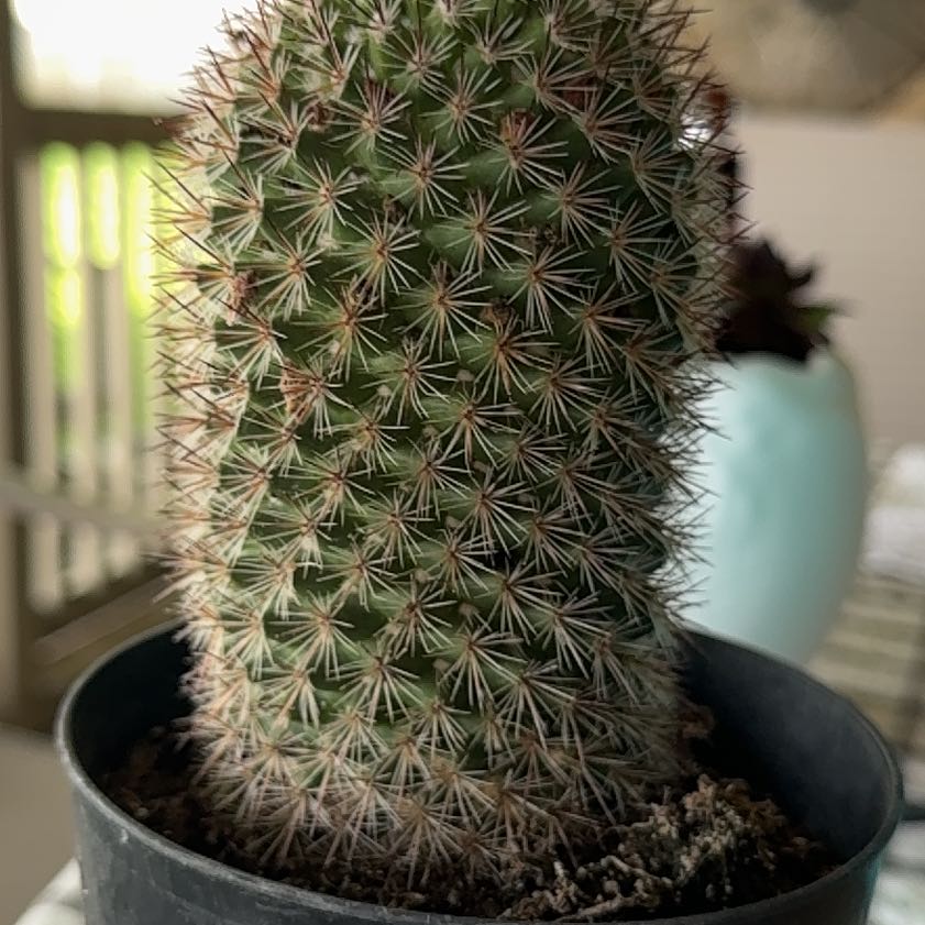 Photo of the plant species Mammilaria Spinosissima by @SelflessRedvein named Gretchen on Greg, the plant care app