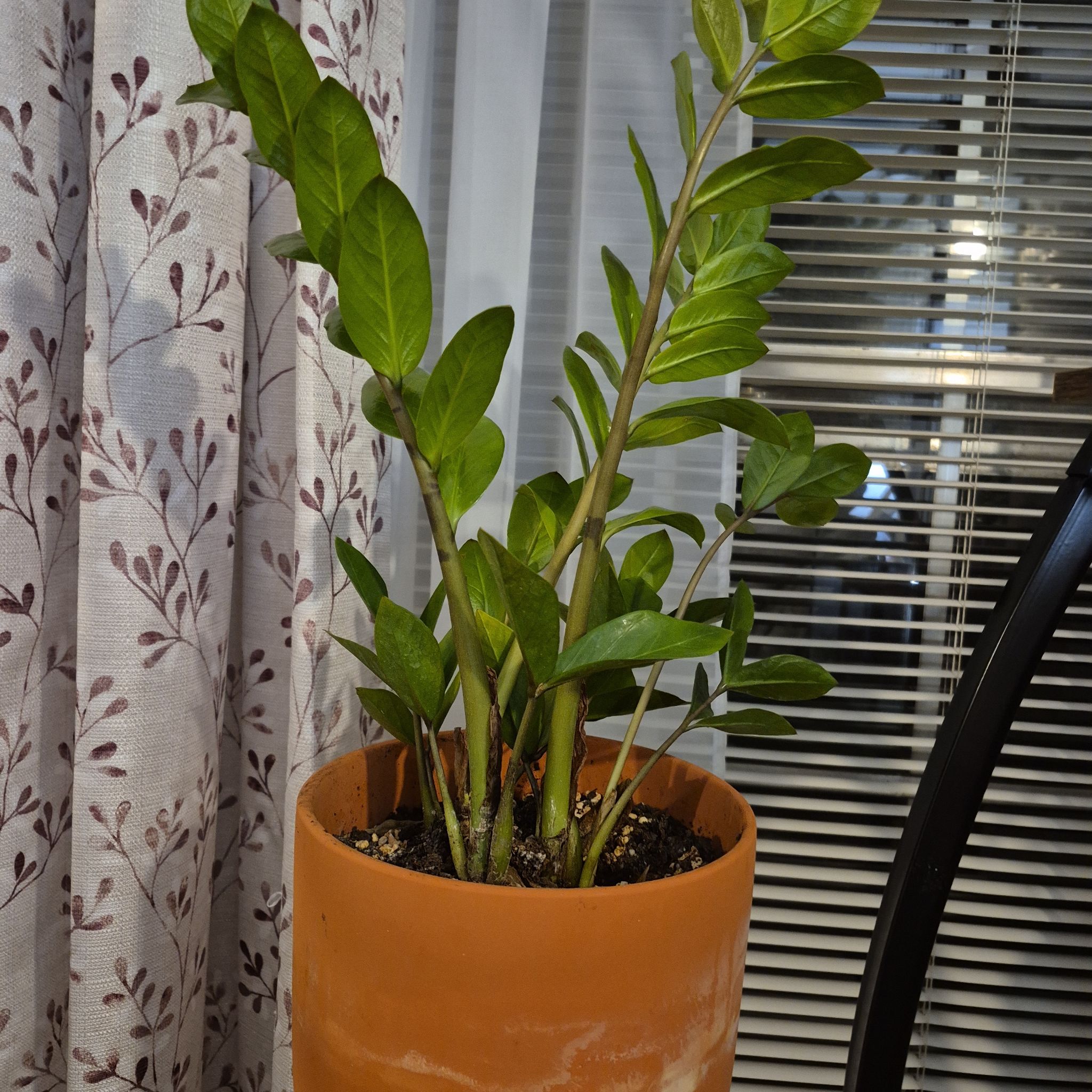 Photo of the plant species Zz Plant by @JuJu53 named Ziva on Greg, the plant care app