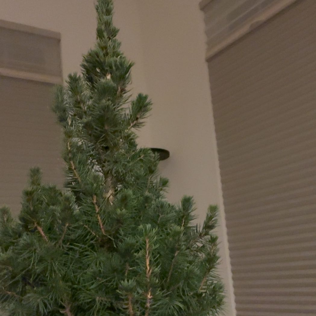 Photo of the plant species Swiss Pine by @AngelOregano86 named Aria on Greg, the plant care app