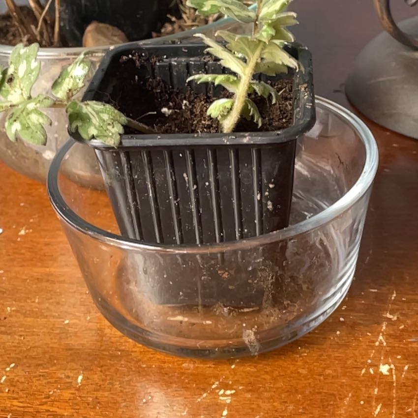 Photo of the plant species Hairy Waterleaf by @GladDamsii21 named Sigmund on Greg, the plant care app