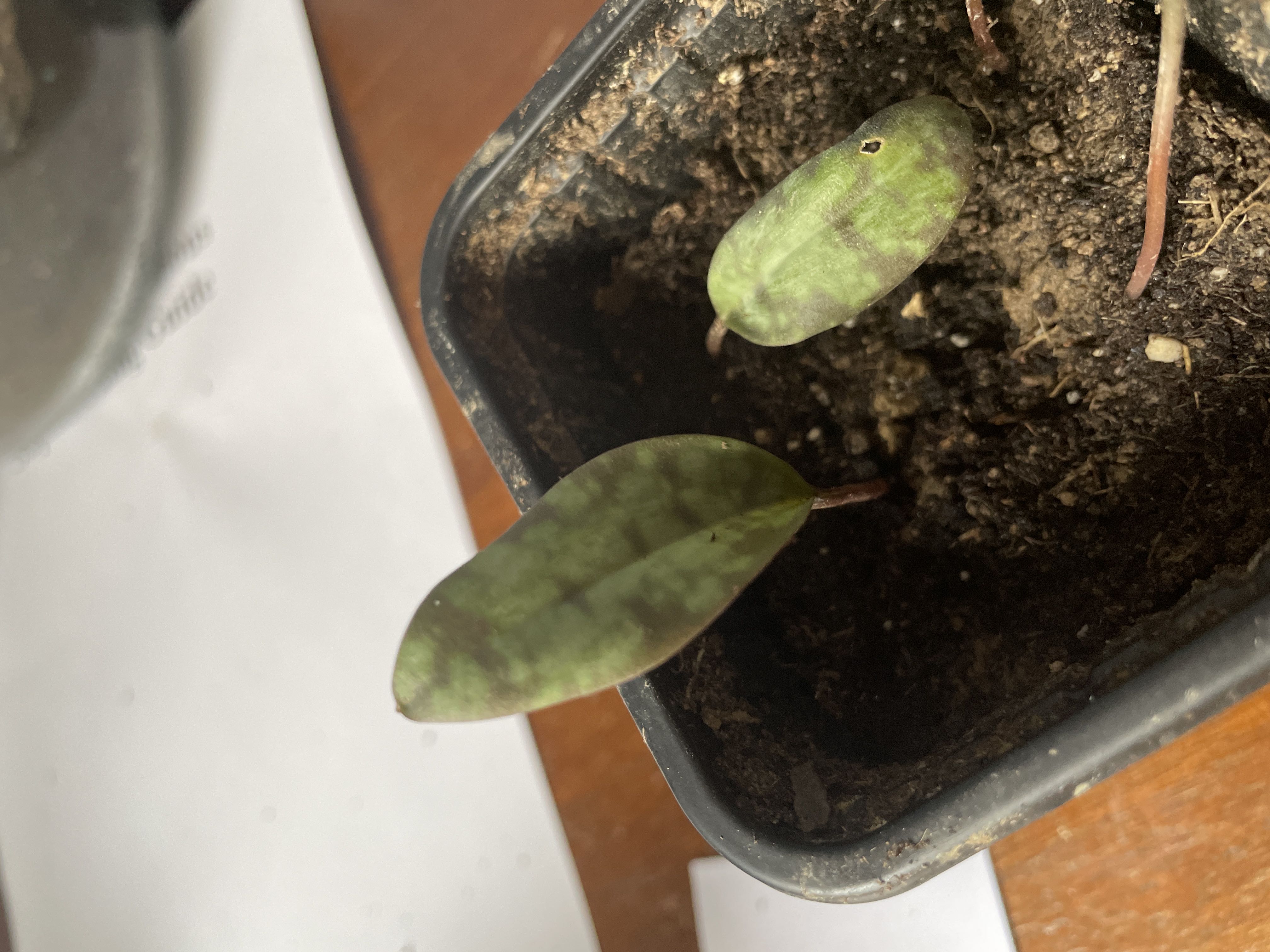 Photo from the post