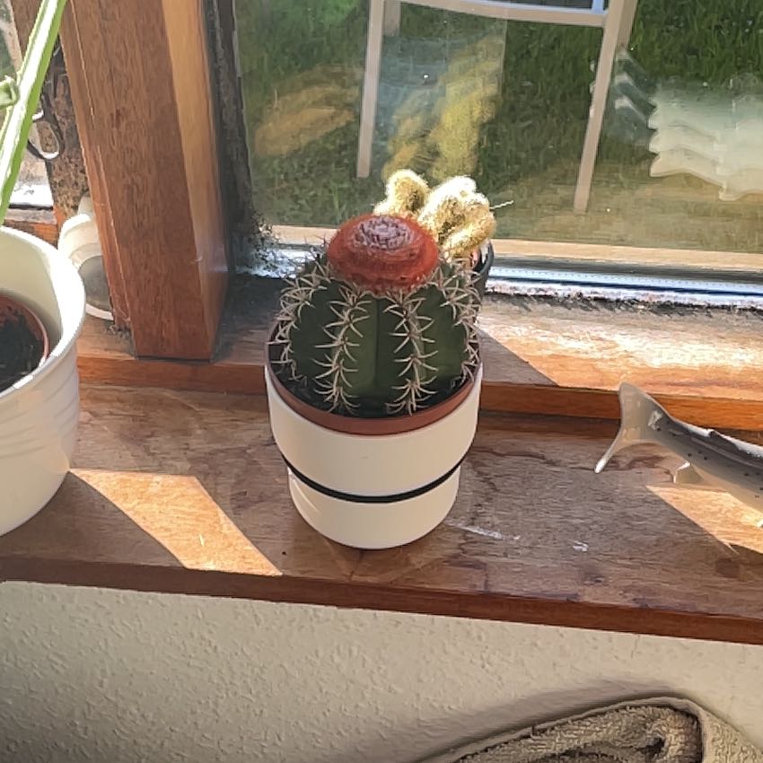 Photo of the plant species Turk's Cap Cactus by @NewGinger20 named LiloStitch on Greg, the plant care app