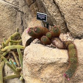 Photo of the plant species Bushman's Hat by @HonestTukauki3 named Austen on Greg, the plant care app