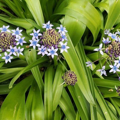 Photo of the plant species Portuguese Squill by @YesEmoryoak88 named Shakira on Greg, the plant care app