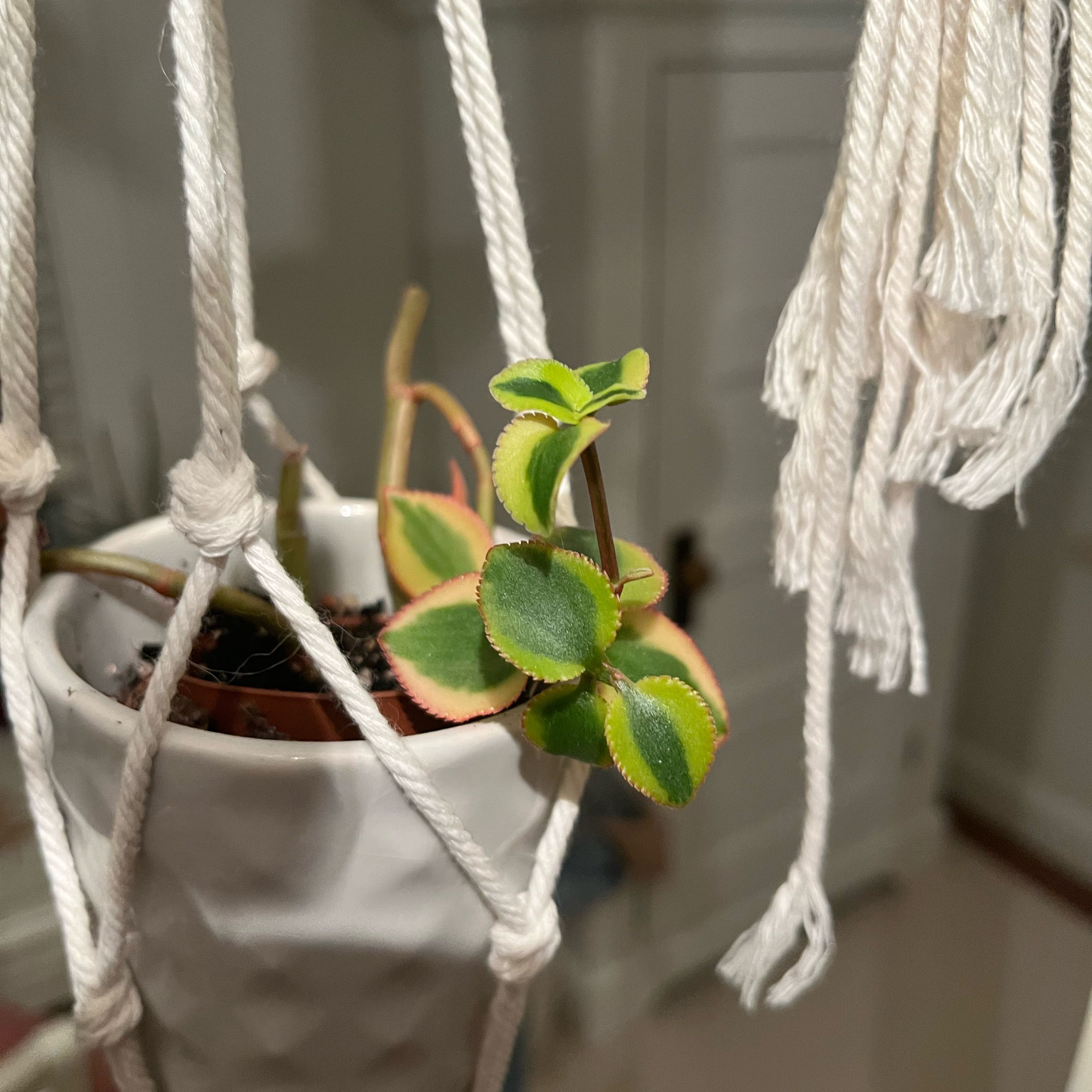 Photo of the plant species Variegated Trailing Jade Plant 'Comet' by @WhimsicalGuasca named Eva on Greg, the plant care app