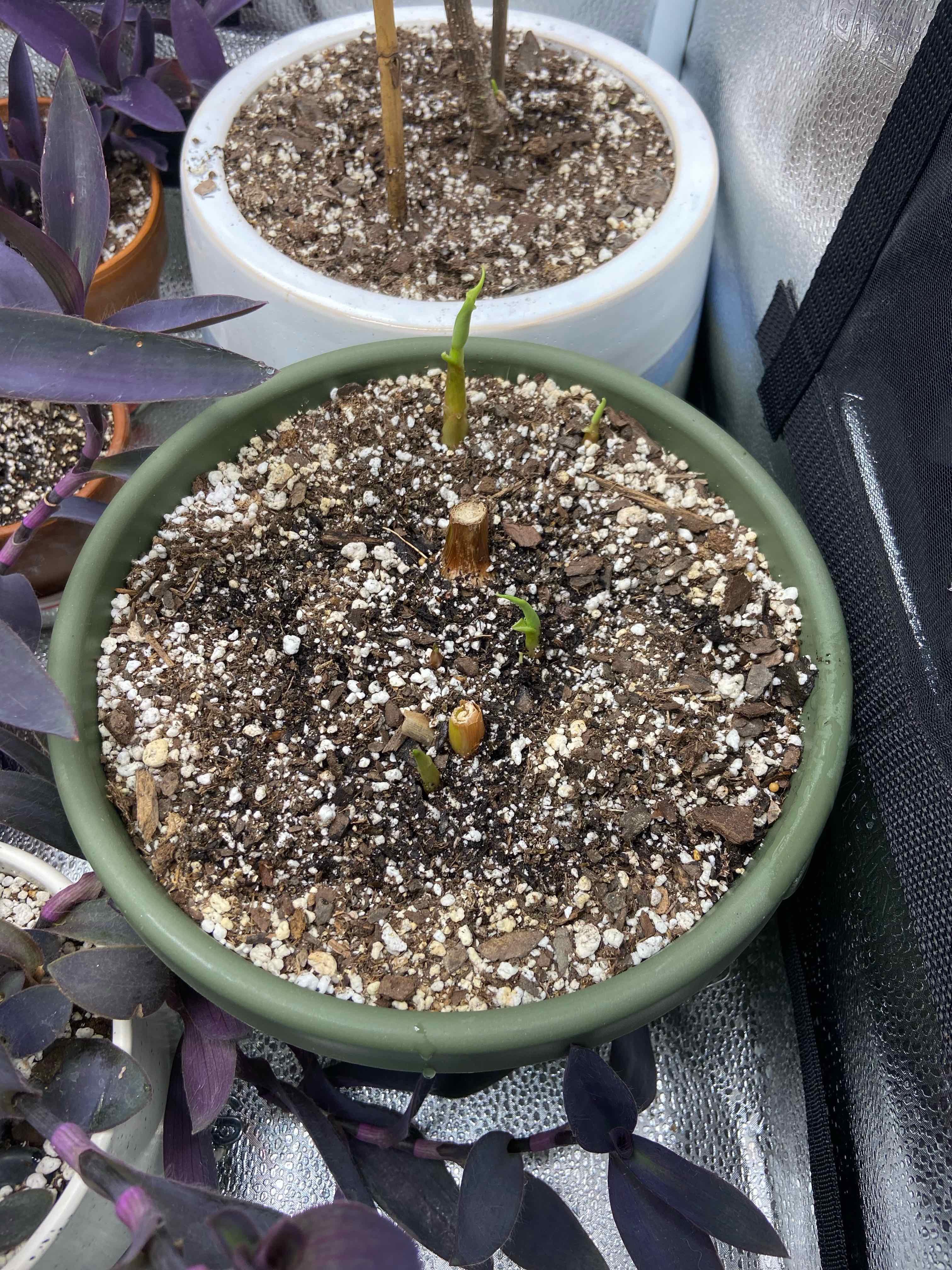 Plant care for Etlingera amomoides on Greg, the plant care app