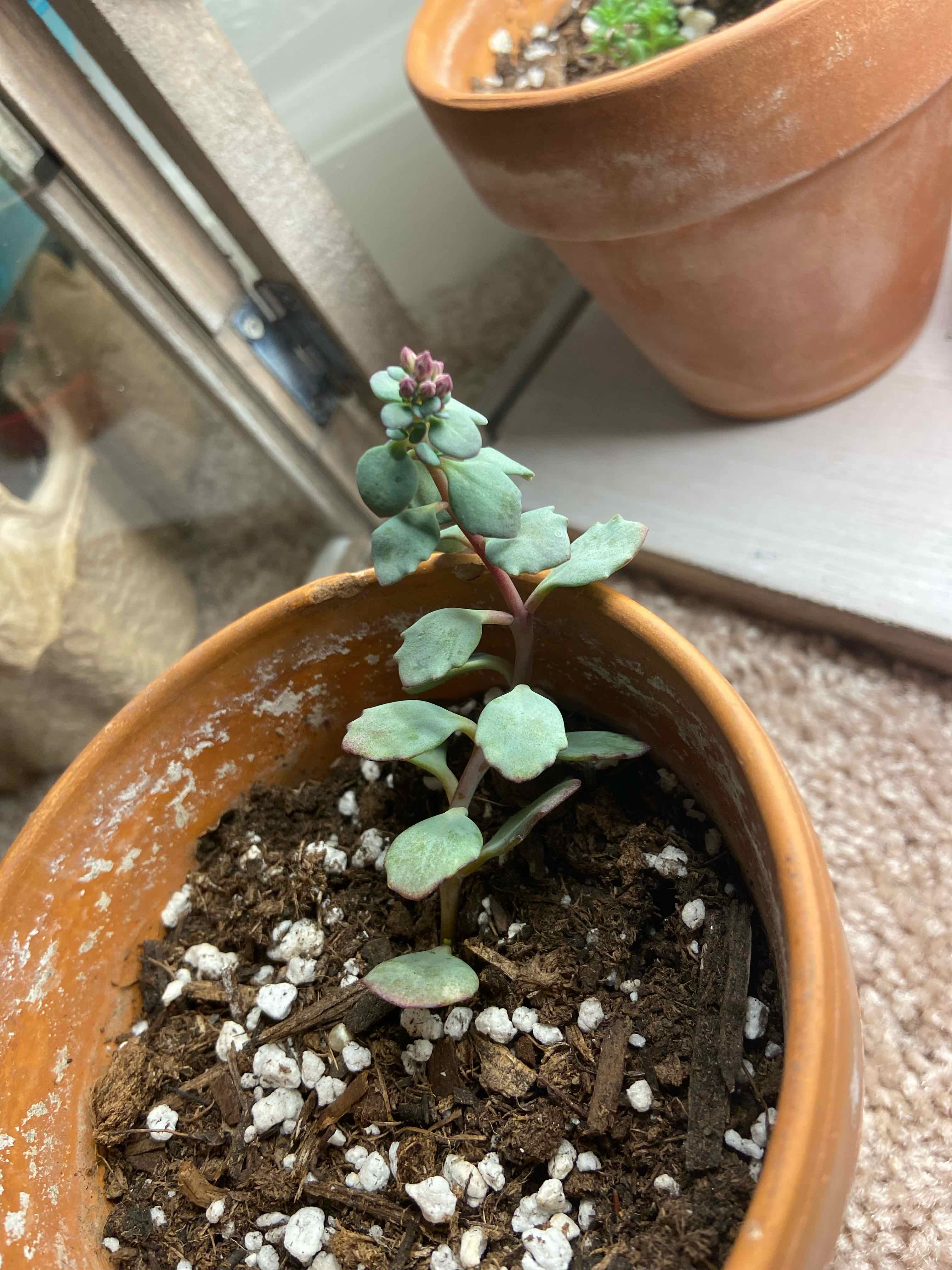 October Daphne plant in a terracotta pot with visible soil and a small flower bud at the top.