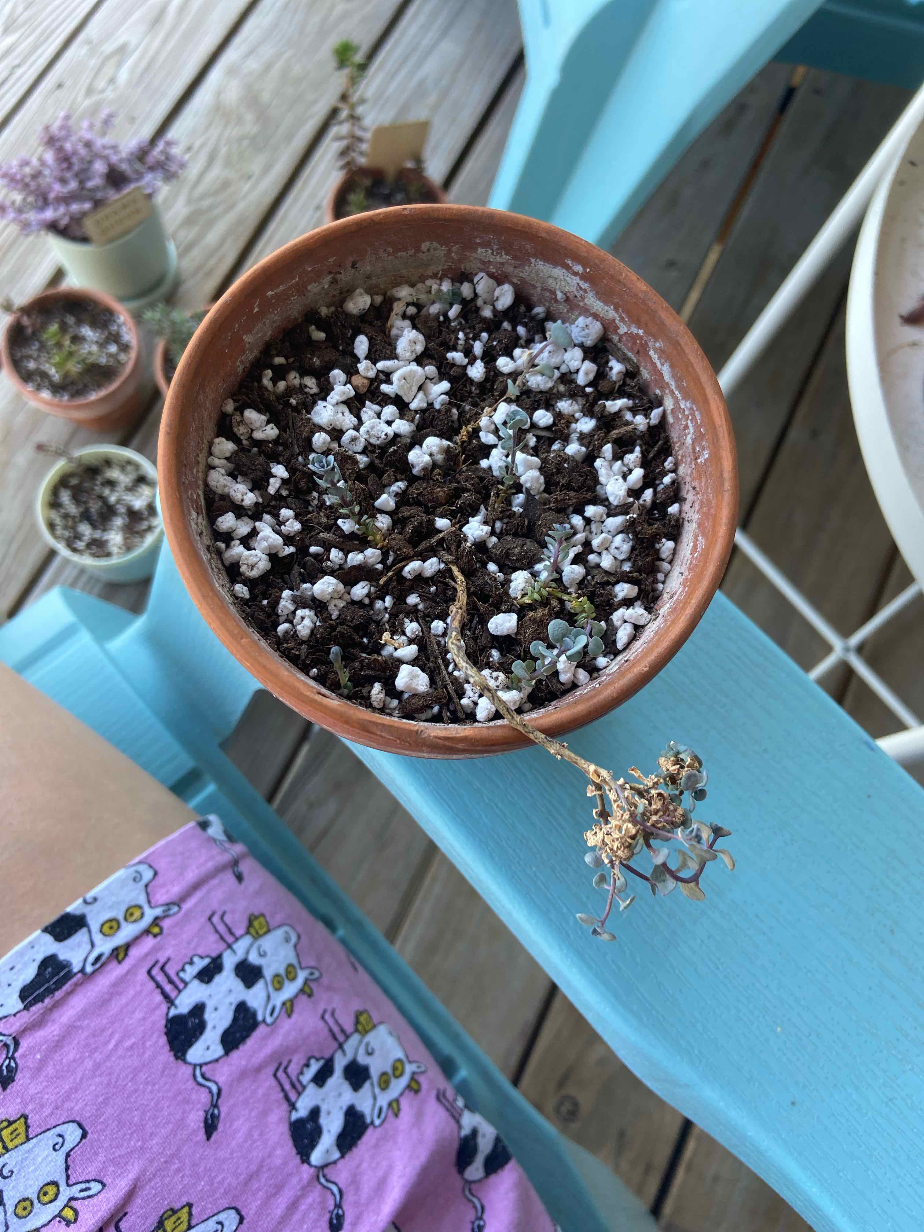 Potted October Daphne plant with sparse foliage and visible soil, showing signs of browning.
