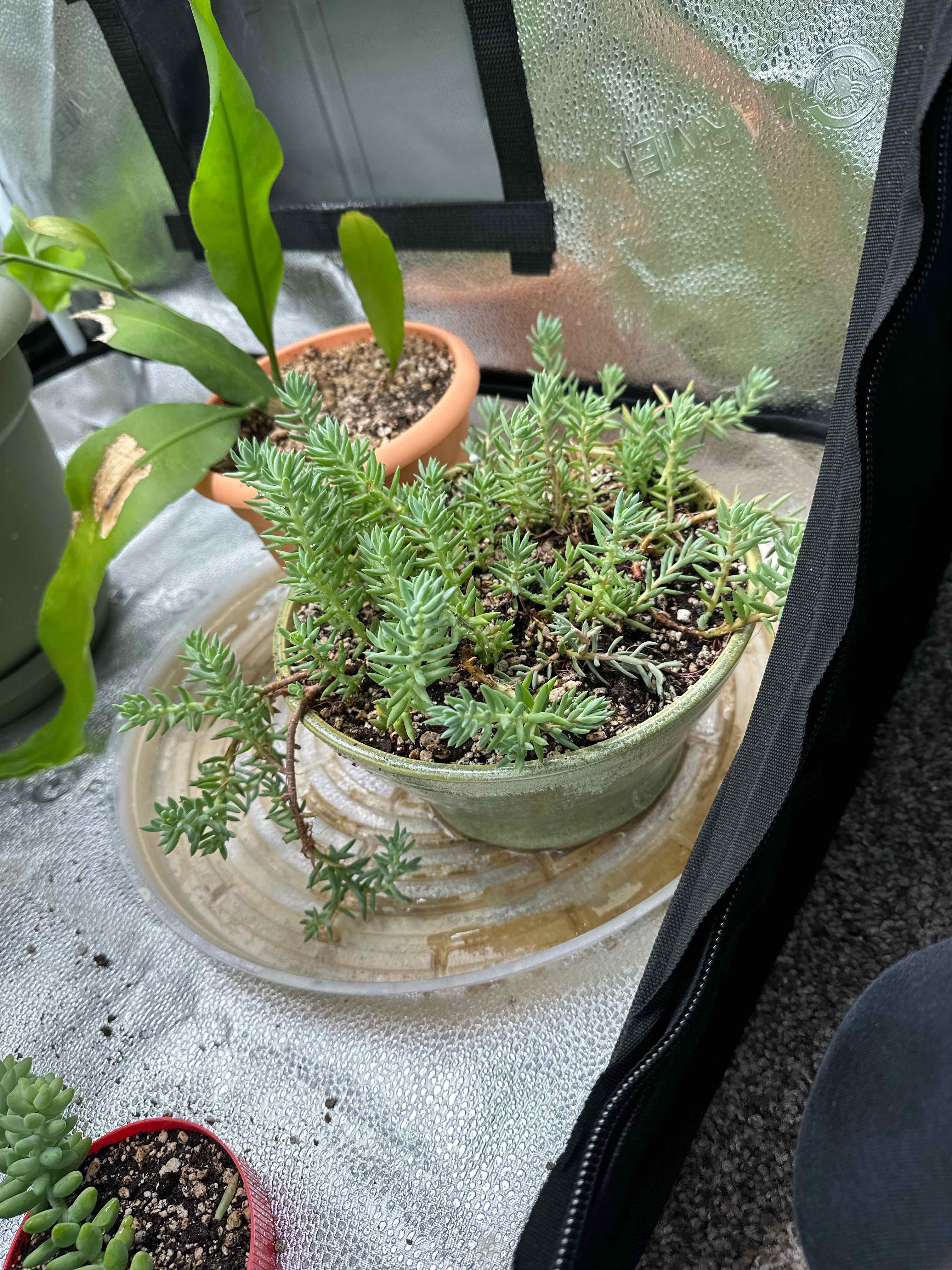 Pale Stonecrop plant in a pot on a tray, with visible soil and multiple plants in the background.