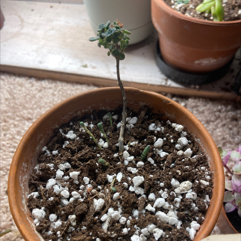 Potted October Daphne plant with a thin stem and small leaf cluster, visible soil.