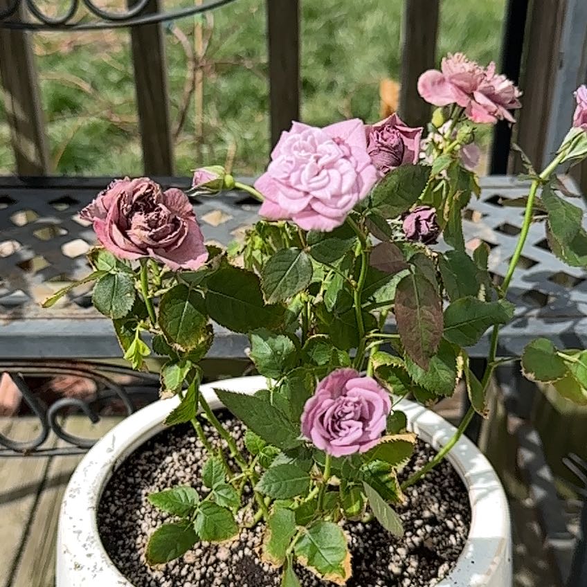 Photo of the plant species Rose by @Dani.Lampkin named June on Greg, the plant care app