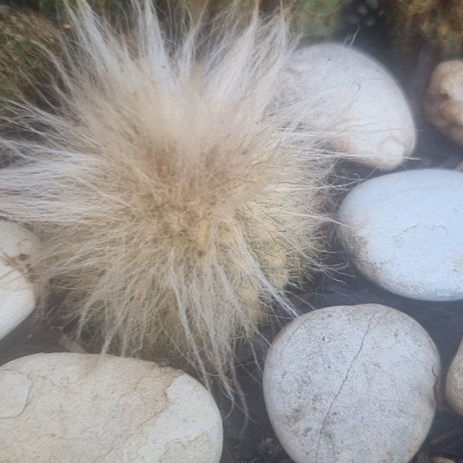 Photo of the plant species Scheuchzer's Cottongrass by @SportTinderconk named Scarlett on Greg, the plant care app