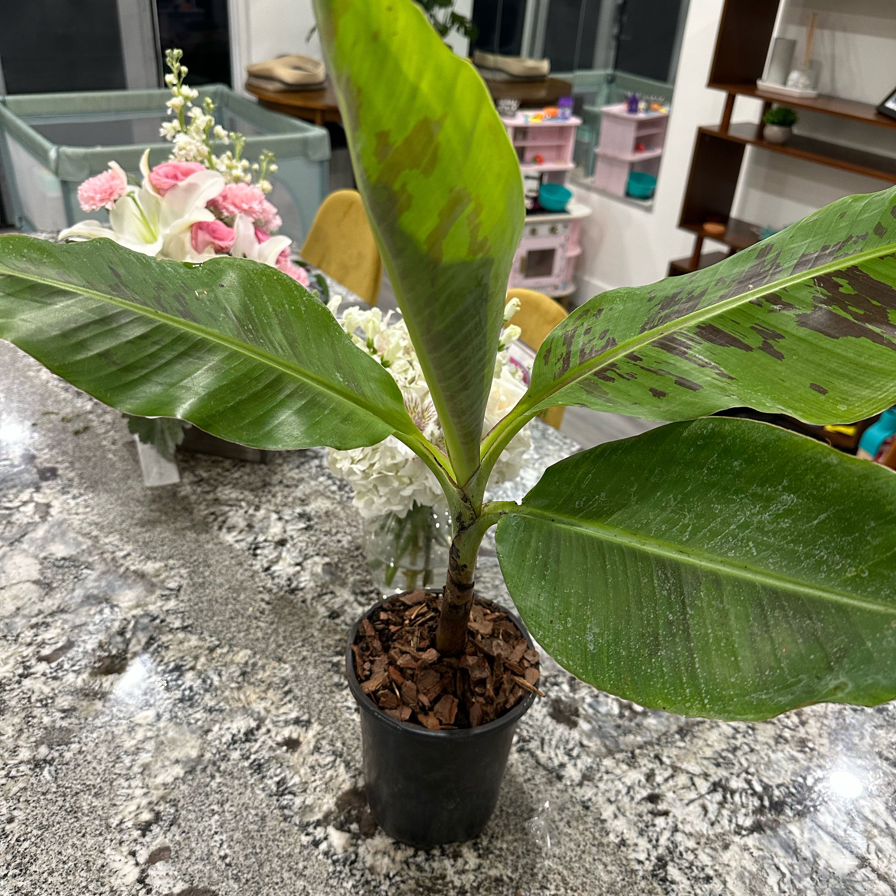 Banandit