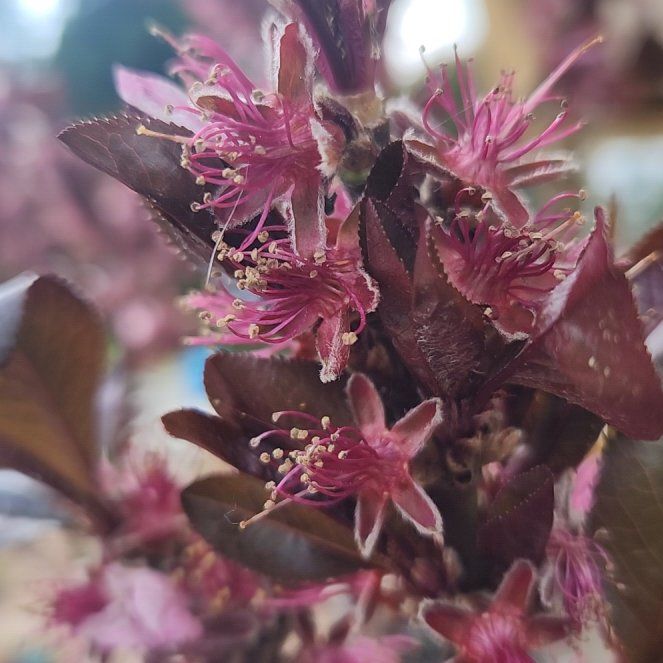 Photo of the plant species Crimson Bonfire Peach by @ResolvedTukauki named Treeyoncé on Greg, the plant care app