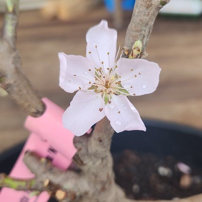 Photo of the plant species Mini Nectar Zee Nectarine Tree by @ResolvedTukauki named Foxxy on Greg, the plant care app