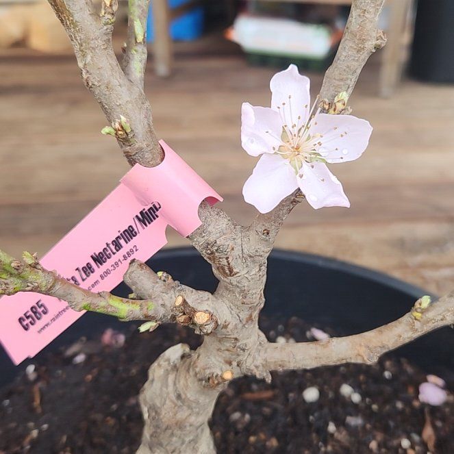 Photo of the plant species Mini Nectar Zee Nectarine Tree by @ResolvedTukauki named Zeus on Greg, the plant care app