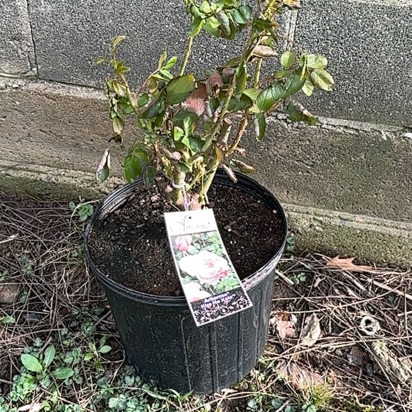 Photo of the plant species Kiss Me Kate Arborose® Climbing Rose by @TotalIceplant13 named Delilah on Greg, the plant care app