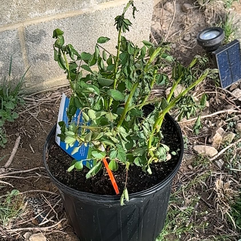 Photo of the plant species Lavender Crush Climbing Rose by @TotalIceplant13 named Lucy on Greg, the plant care app