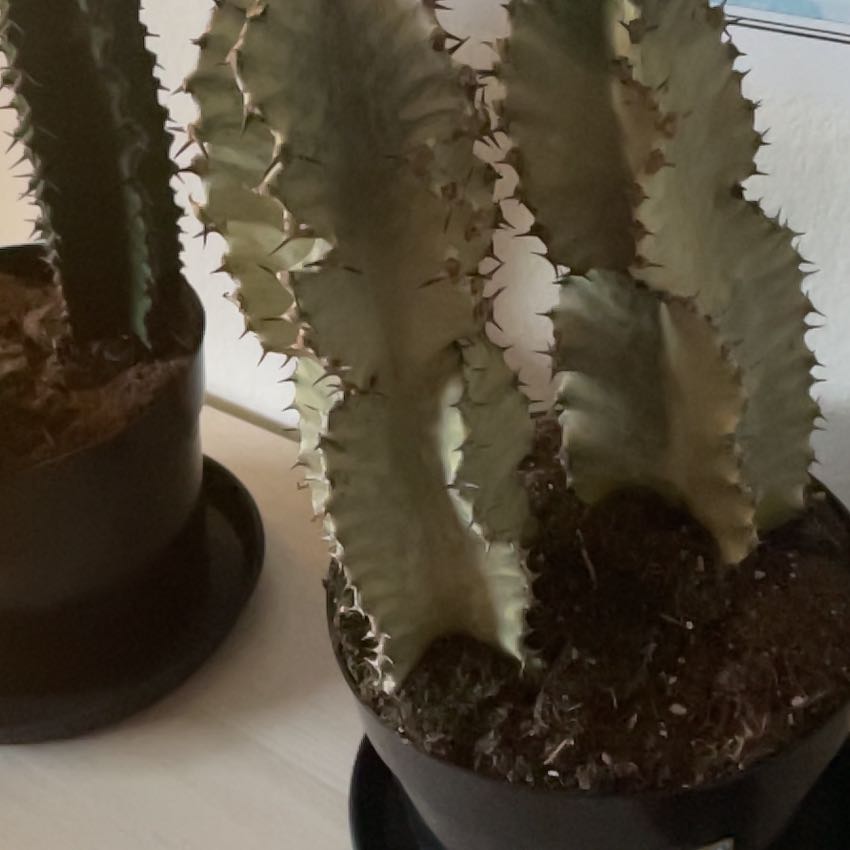Photo of the plant species African Golden Candelabra by @FastKowhai44 named Candela on Greg, the plant care app