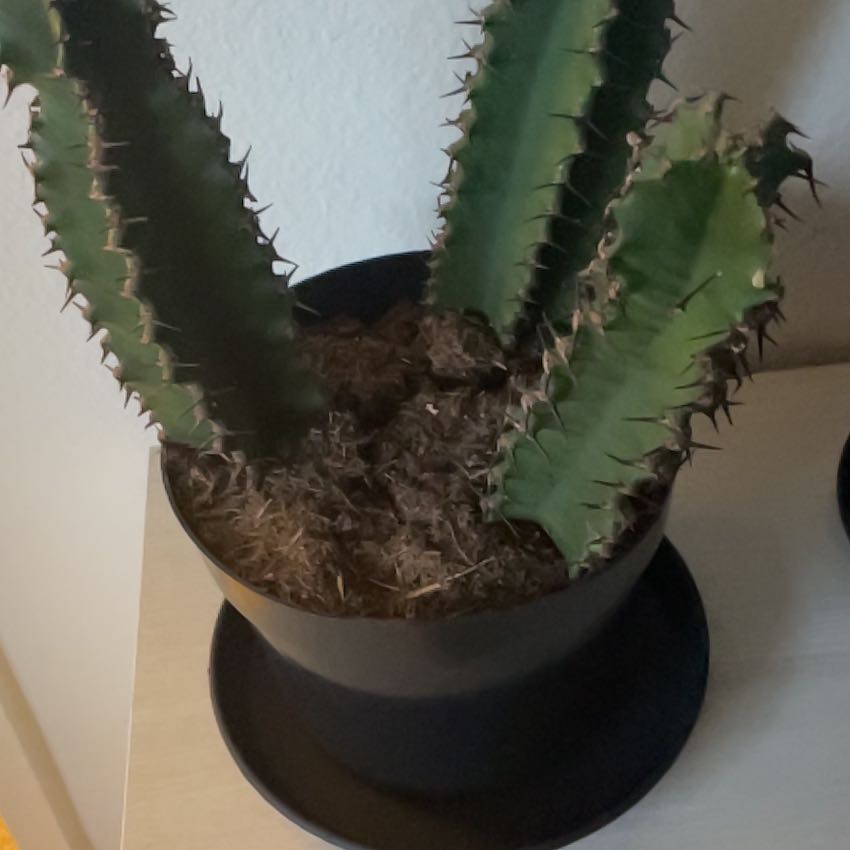 Photo of the plant species Euphorbia ingens 'Chocolate Drop' by @FastKowhai44 named Spike on Greg, the plant care app