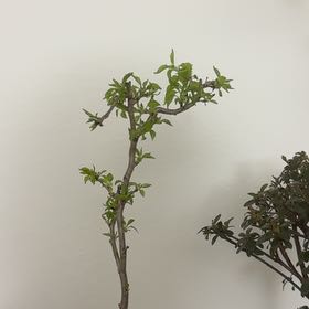 Photo of the plant species Fuji Cherry 'Kojou-no-mai' by @CheerfulSpinach named Girlfrond on Greg, the plant care app