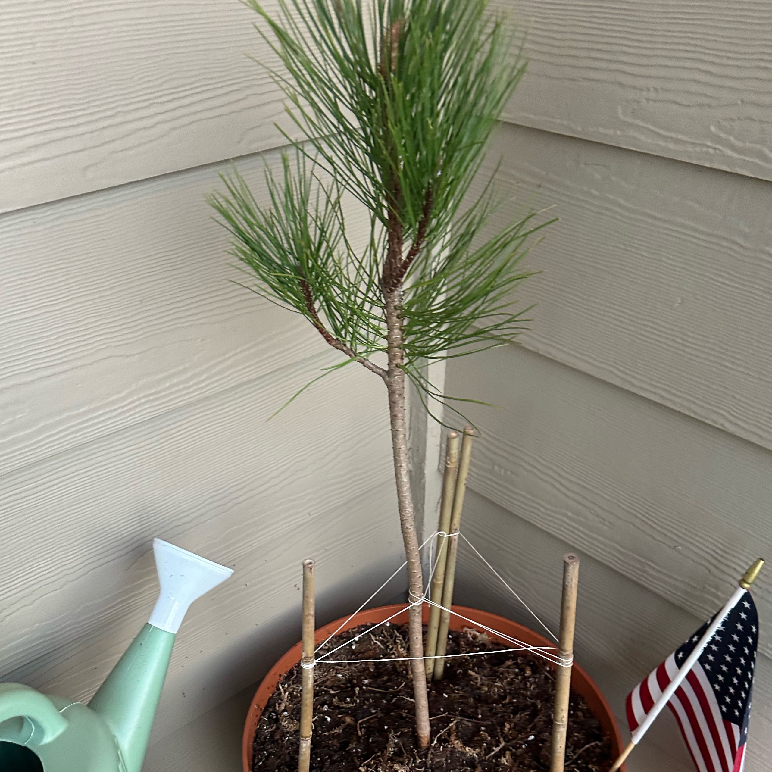 Photo of the plant species Ponderosa Pine by @FitFernmoss37 named McKinley on Greg, the plant care app