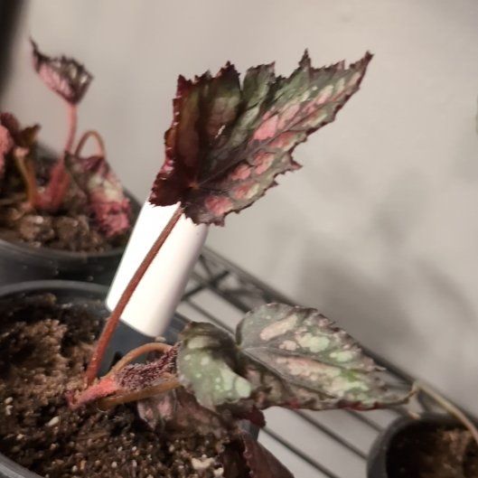 Photo of the plant species Begonia Jurassic Fire by @Fynflood named Harry on Greg, the plant care app