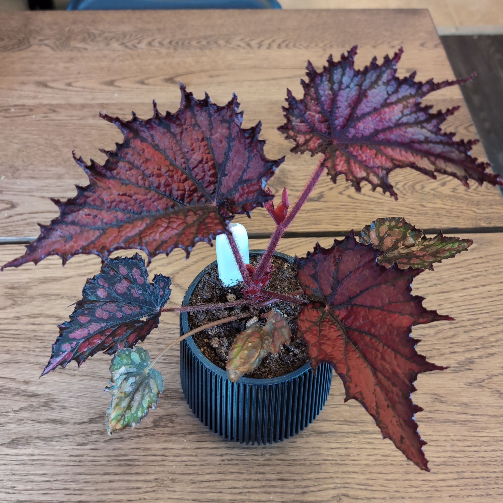 Photo of the plant species Begonia Jurassic Fire by @Fynflood named Khaleesi on Greg, the plant care app