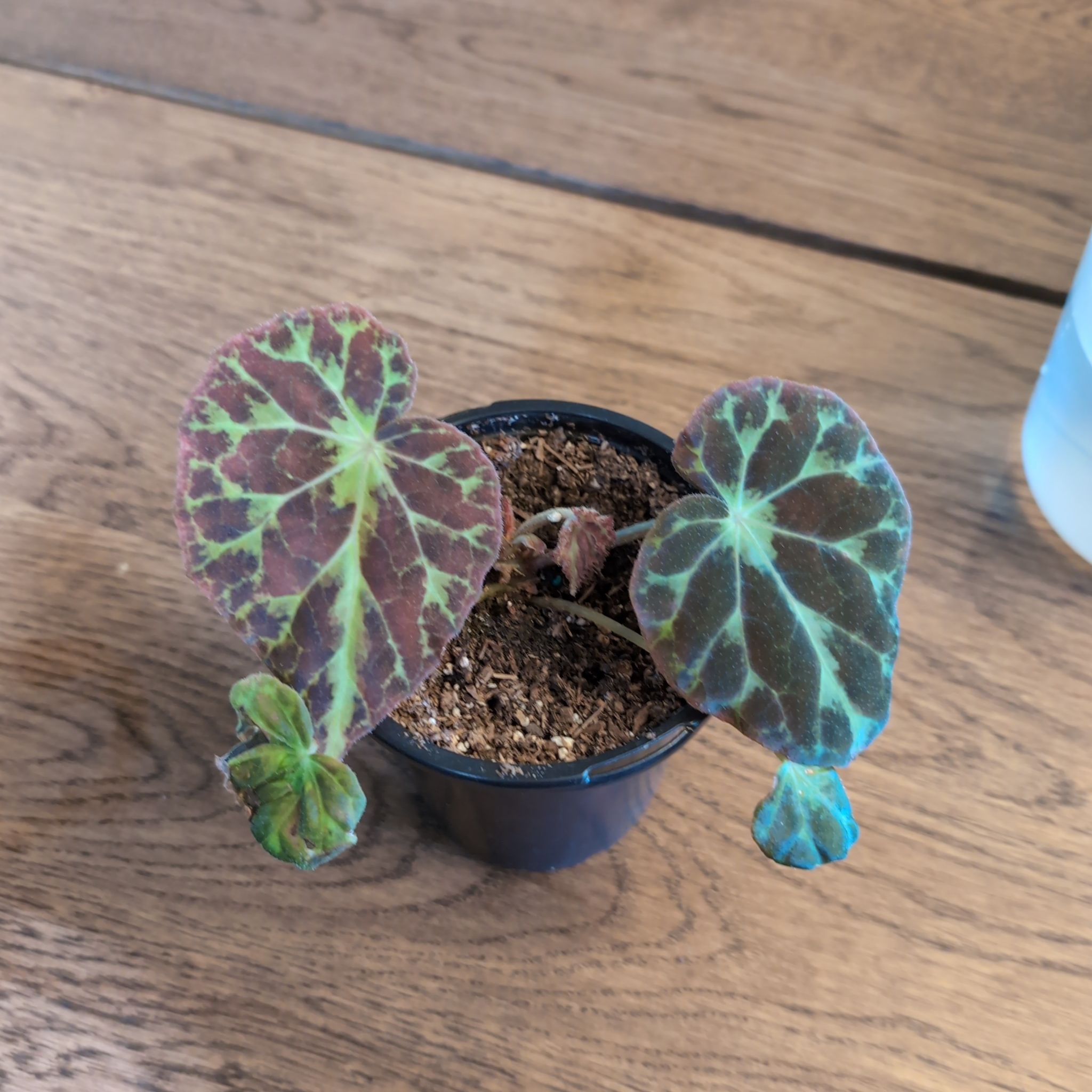 Photo of the plant species Begonia Barsalouxiae by @Fynflood named Beetlejuice on Greg, the plant care app