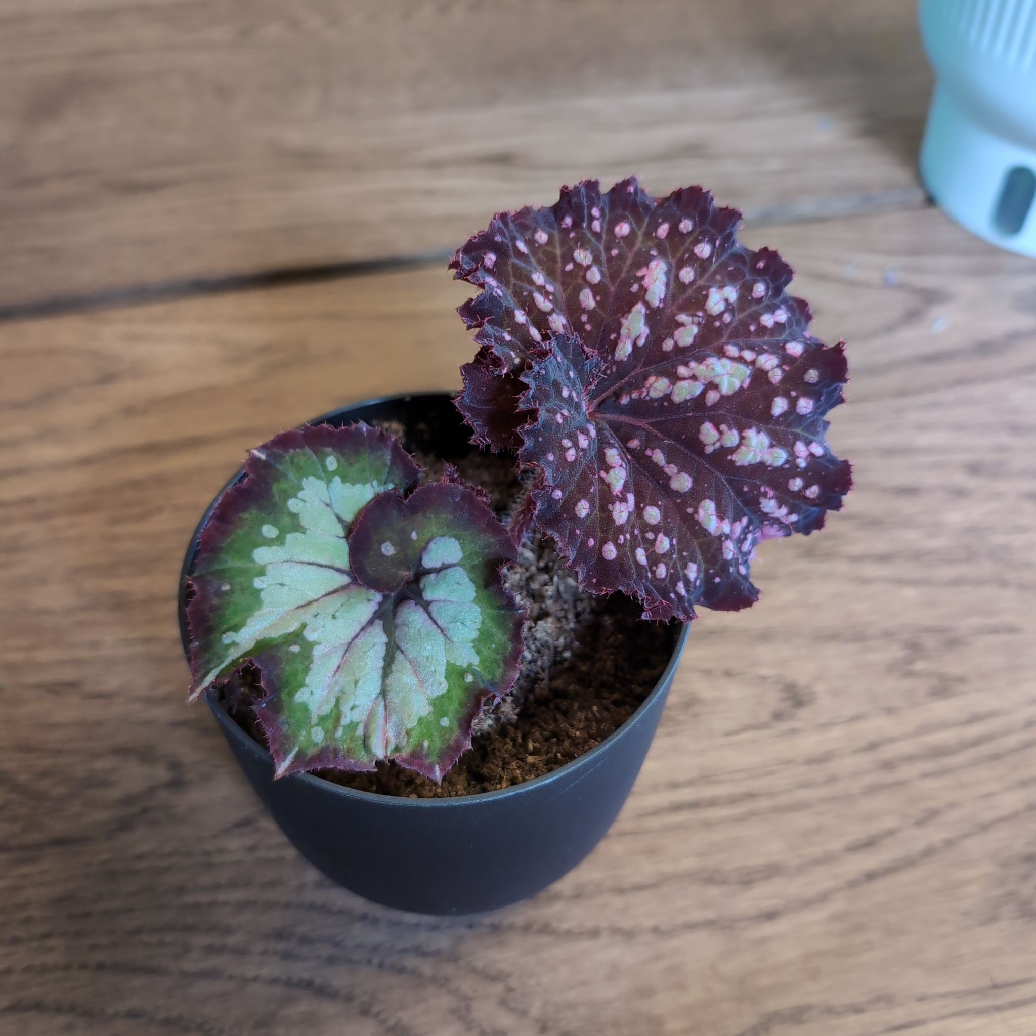 Photo of the plant species Begonia 'Curly Chocolate' by @Fynflood named Keanu Leaves on Greg, the plant care app
