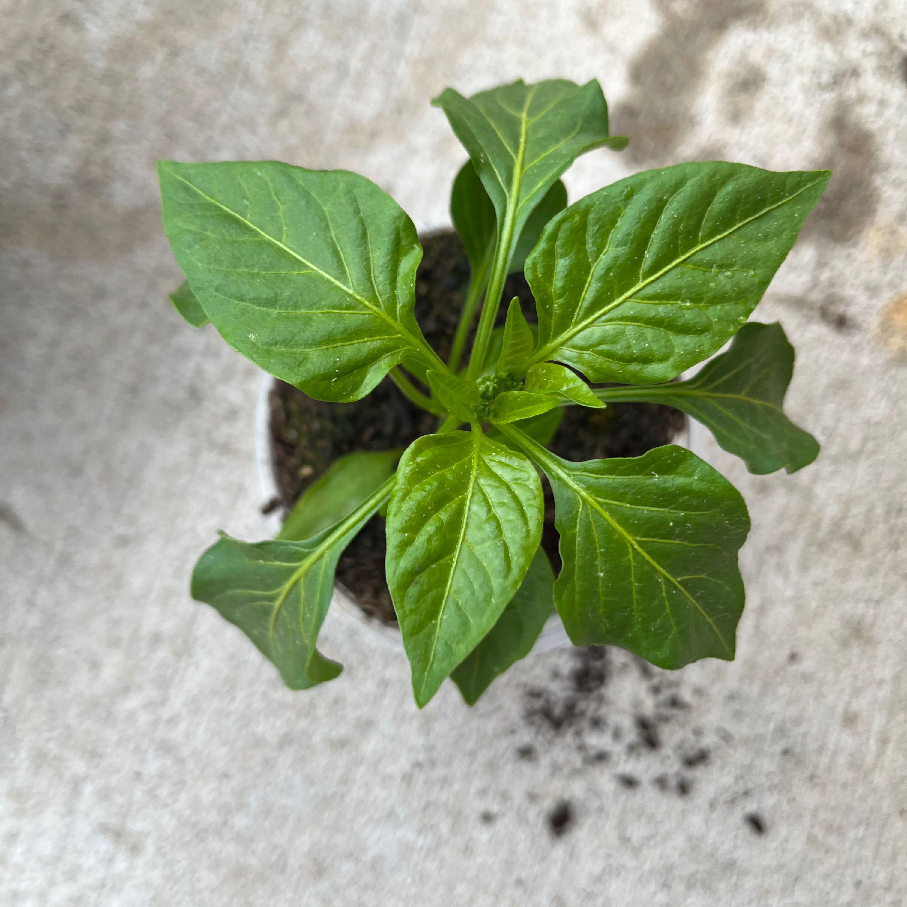 Photo of the plant species Salsa Orange Pepper by @TopSeadahlia17 named Muhammad Ali on Greg, the plant care app