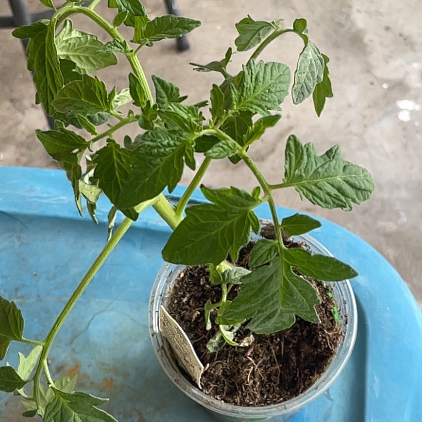 Photo of the plant species Tomato 'Better Bush' by @YummyFuscia named Coco on Greg, the plant care app
