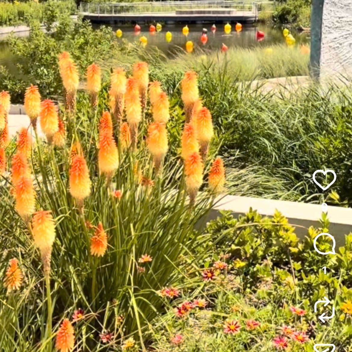 Photo of the plant species Red Hot Poker by @UberGardenia49 named Kardashian on Greg, the plant care app
