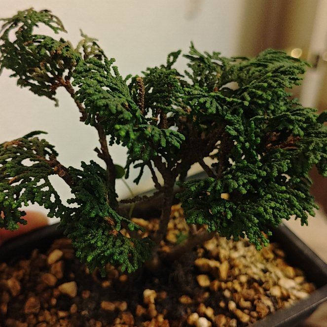 Photo of the plant species False Cypress by @WillCarminerātā named Nobara on Greg, the plant care app