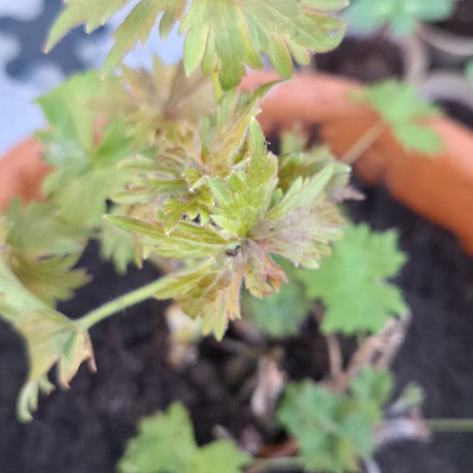 Photo of the plant species Delphinium 'Delphina Dark Blue Black Bee' by @plantsandhappy named Messi on Greg, the plant care app