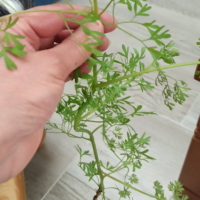 Photo of the plant species False Mermaidweed by @FamedPeppervine named Figyonce on Greg, the plant care app