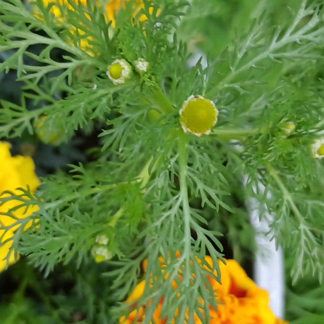 Photo of the plant species Disc Mayweed by @FamedPeppervine named Forrest on Greg, the plant care app