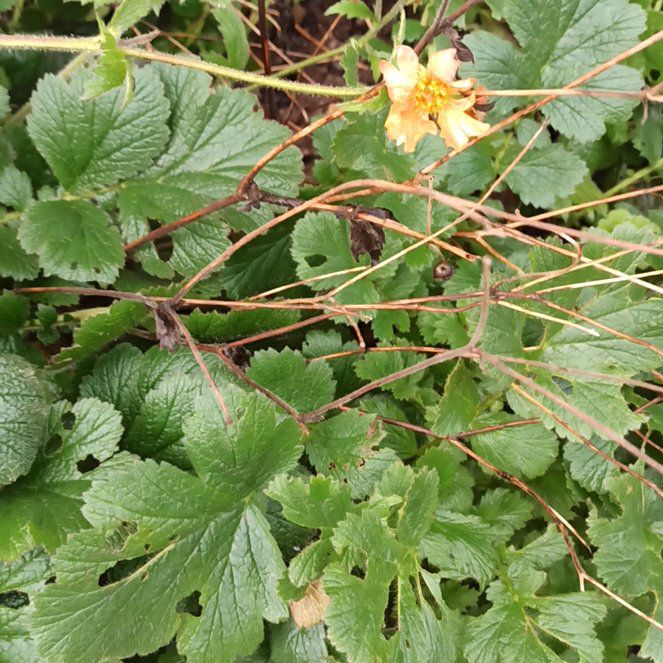 Photo of the plant species Wood Avens by @FamedPeppervine named Foxxy on Greg, the plant care app