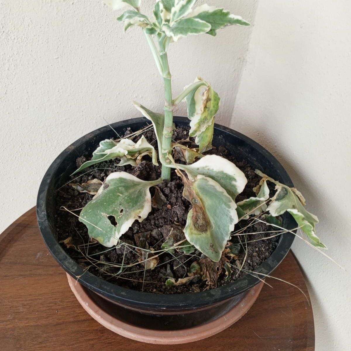 Photo of the plant species Christmas Tree Plant by @TimelyOleaster named King Julian on Greg, the plant care app