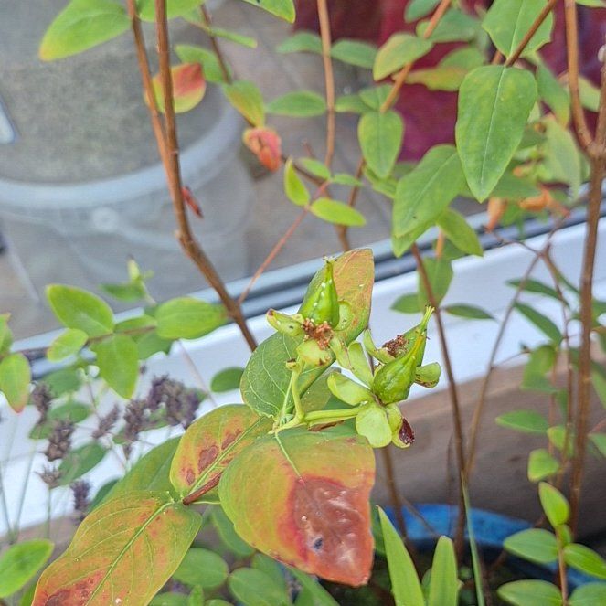 Photo of the plant species Hypericum Androsaemum by @RighteousLlavea named Remington on Greg, the plant care app
