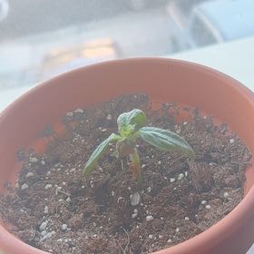 Photo of the plant species Sunspot Dwarf Sunflower by @Egretorchidbest named Babil on Greg, the plant care app