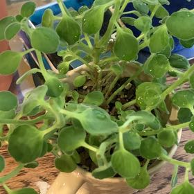 Photo of the plant species Vicks Plant by @UnspoiltDaisy60 named Marilyn on Greg, the plant care app