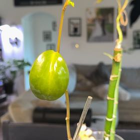 Photo of the plant species Baby Rubber Plant by @CrossettFarm named Orwell- Kitchen on Greg, the plant care app
