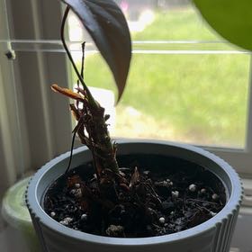 Photo of the plant species Flamingo Lily by @CrossettFarm named Daphne - Office on Greg, the plant care app