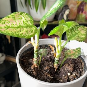 Photo of the plant species Chinese evergreen by @CrossettFarm named Terra - Bedroom on Greg, the plant care app