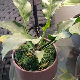 Photo of the plant species Plowman's Anthurium by @CrossettFarm named Keanu Leaves- Living Room on Greg, the plant care app