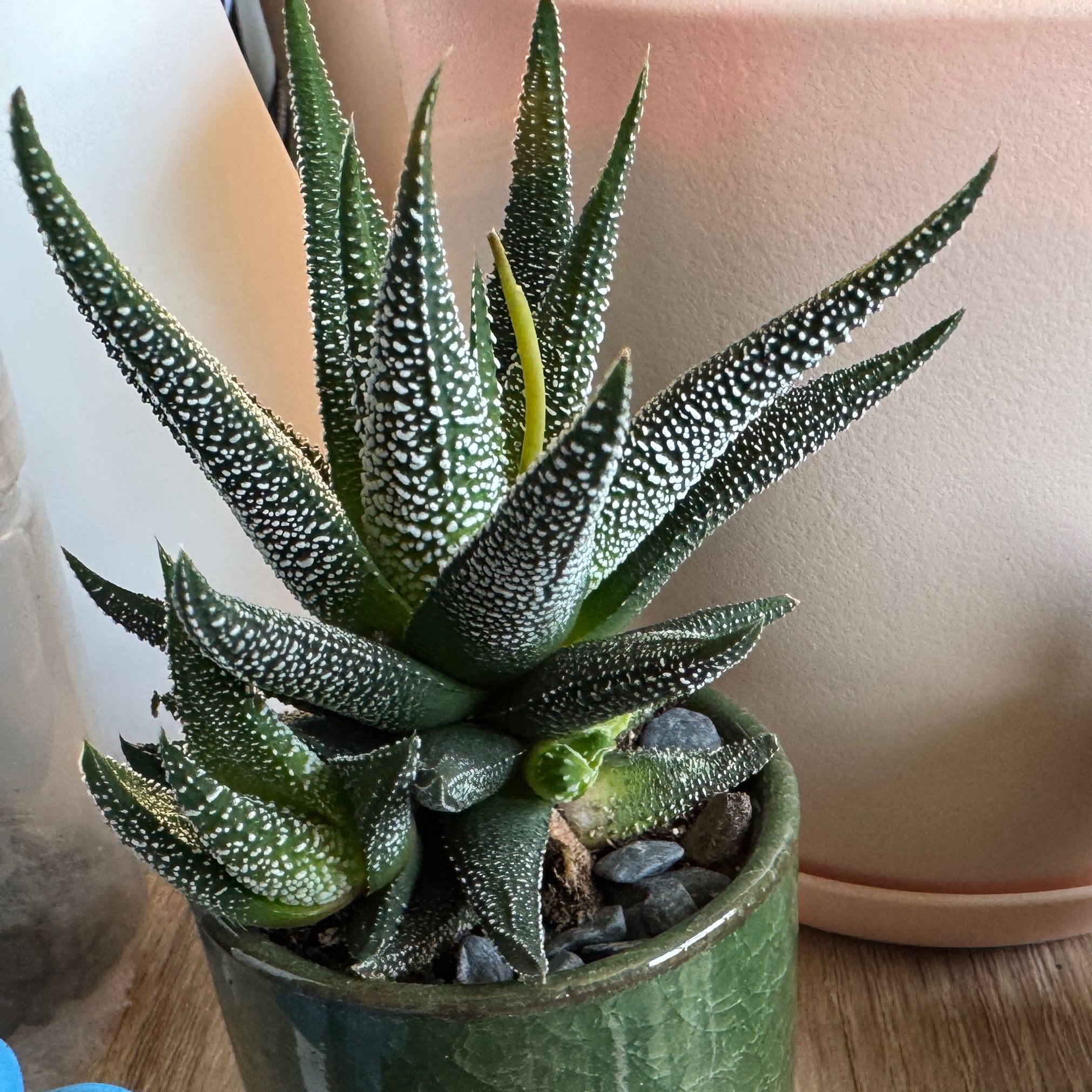 Photo of the plant species Hankey Dwarf Aloe by @AlertMaitake52 named Beckham on Greg, the plant care app