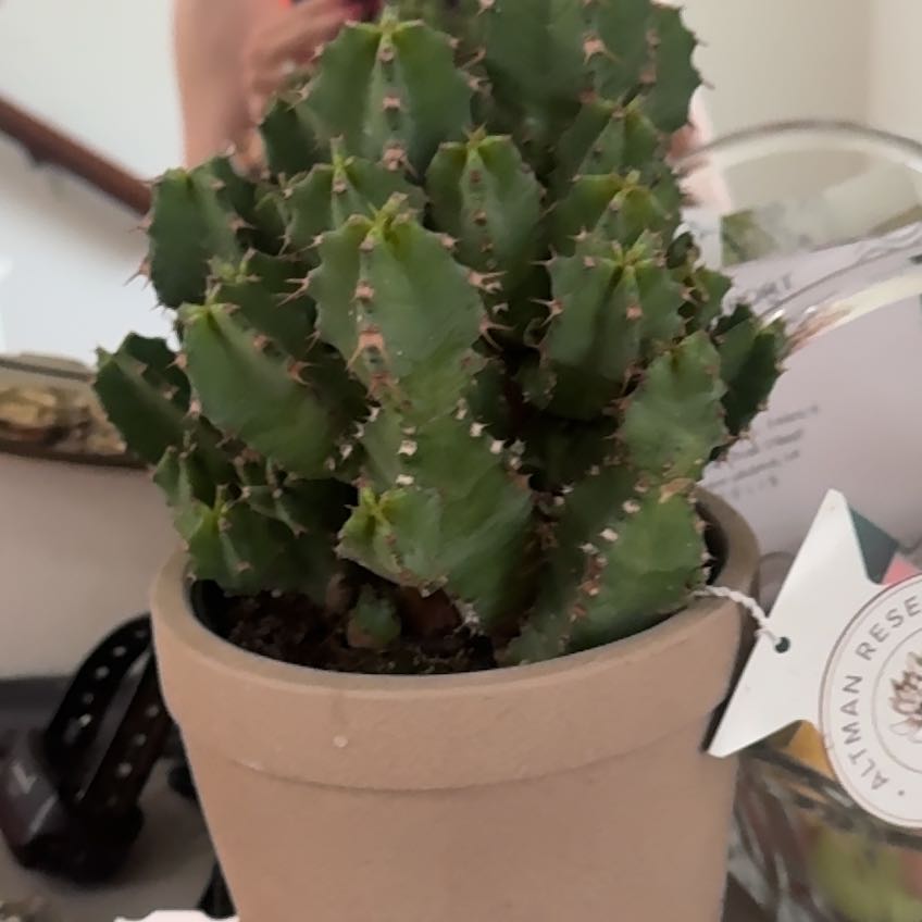 Photo of the plant species Moroccan Mound by @GoodCrowpoison named Miriam on Greg, the plant care app